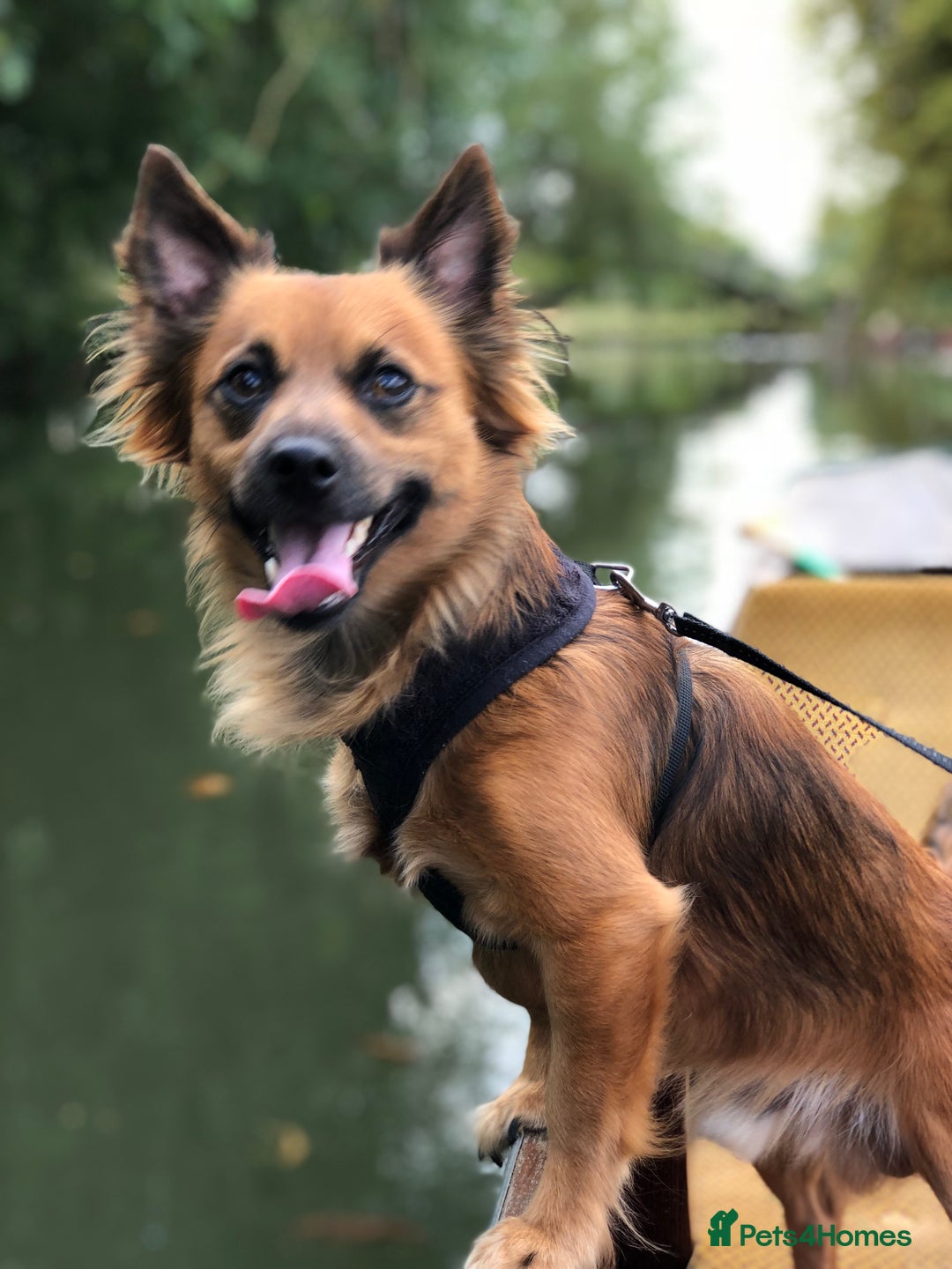 Mixed Breed dogs for sale: Diego- Gorgeous Jack Chi - Advert 5