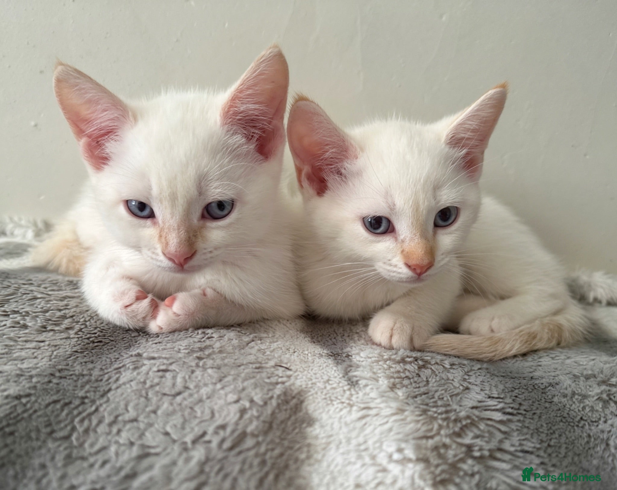 Mixed Breed cats 3 Stunning White&Cream Kittens Left! - Advert 15