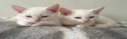 Mixed Breed cats for sale: Handsome White & Cream Boy - ready to go now - Advert 4