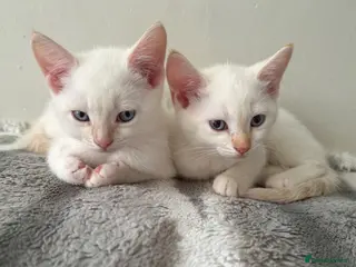 Mixed Breed cats 3 Stunning White&Cream Kittens Left! - Advert 15