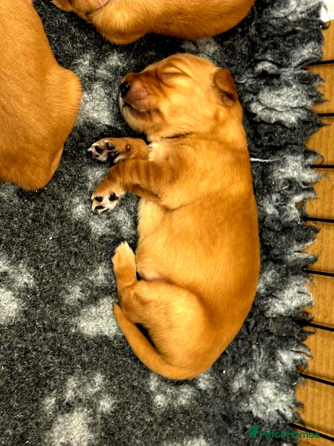 Golden Retriever dogs for sale: ⭐ DARK golden retriever puppies 🐶  - Advert 4