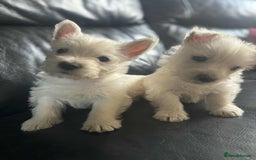 West Highland Terrier dogs for sale: West Highland Terrier Puppies - Image 16