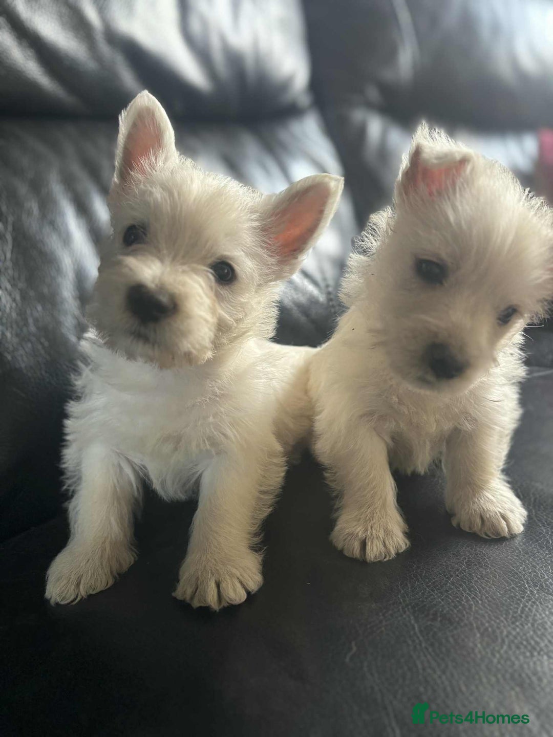 West Highland Terrier dogs for sale: West Highland Terrier Puppies - Image 16