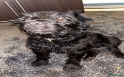 Patterdale Terrier dogs for stud: Nipper - Image 4