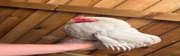 Chickens poultry for sale: Pekin bantams flock  - Advert 4