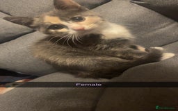 Domestic Shorthair cats for sale: 5 beautiful kittens  - Image 1