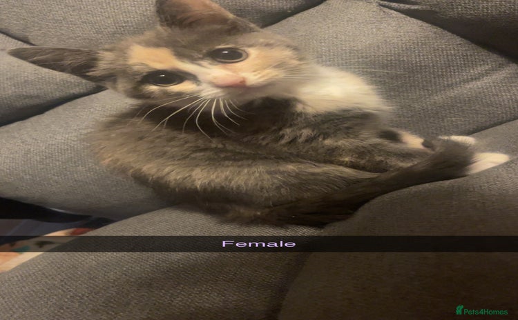 Domestic Shorthair cats - Advert 5