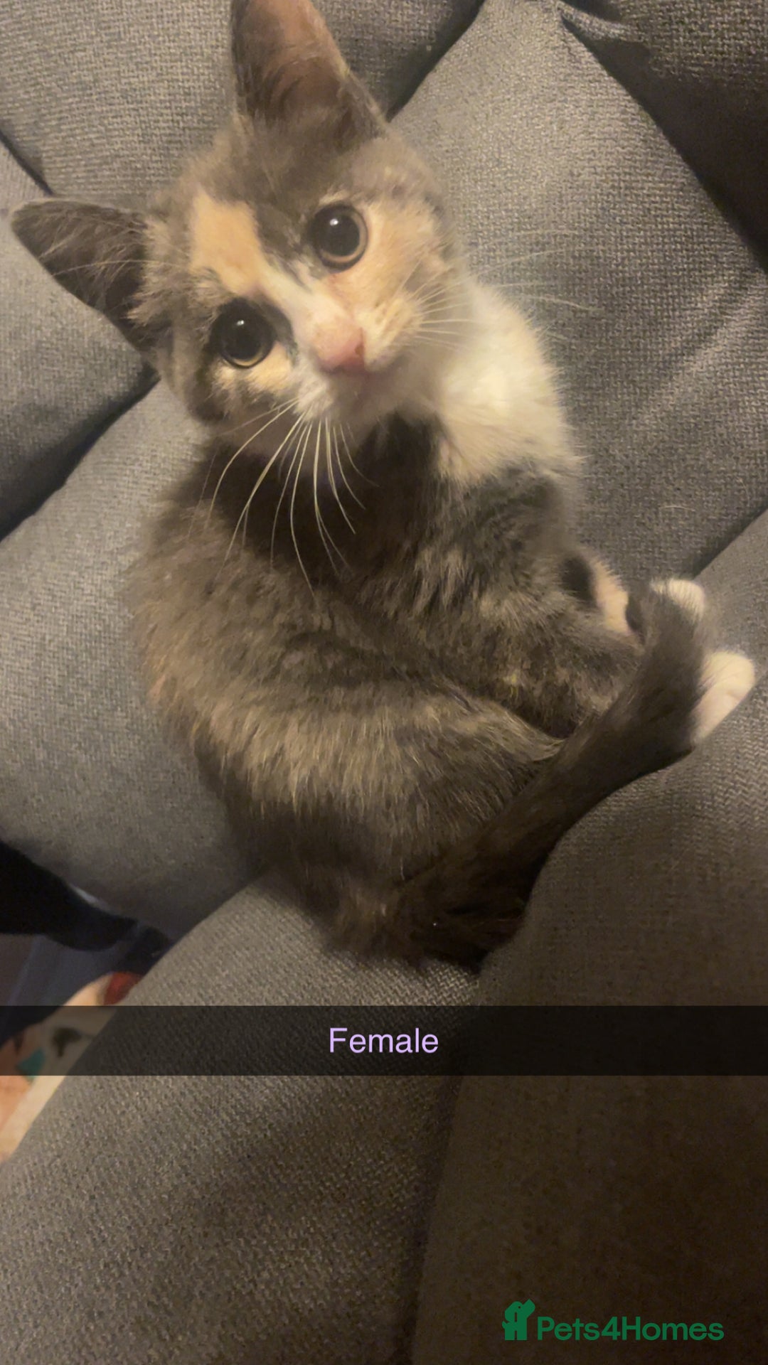 Domestic Shorthair cats for sale: 5 beautiful kittens  - Image 1