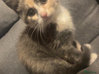 Domestic Shorthair cats - Advert 5