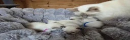 Ragdoll cats for sale: 4 Beautiful Ragdoll kittens, 2 Seal, 2 Lilac - Advert 13