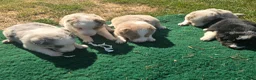 Border Collie dogs for sale: Beautiful litter of Border Collies - Advert 8