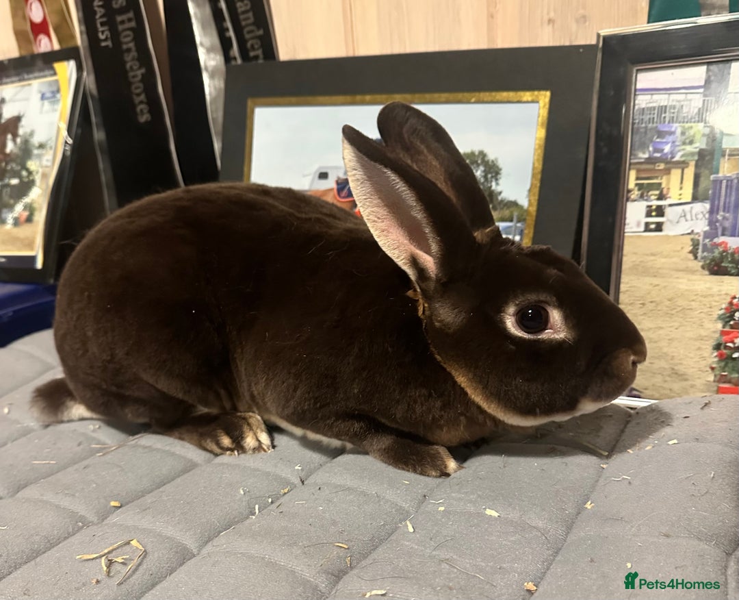 Rex rabbits for sale: Stunning mini Rex babies - Image 9