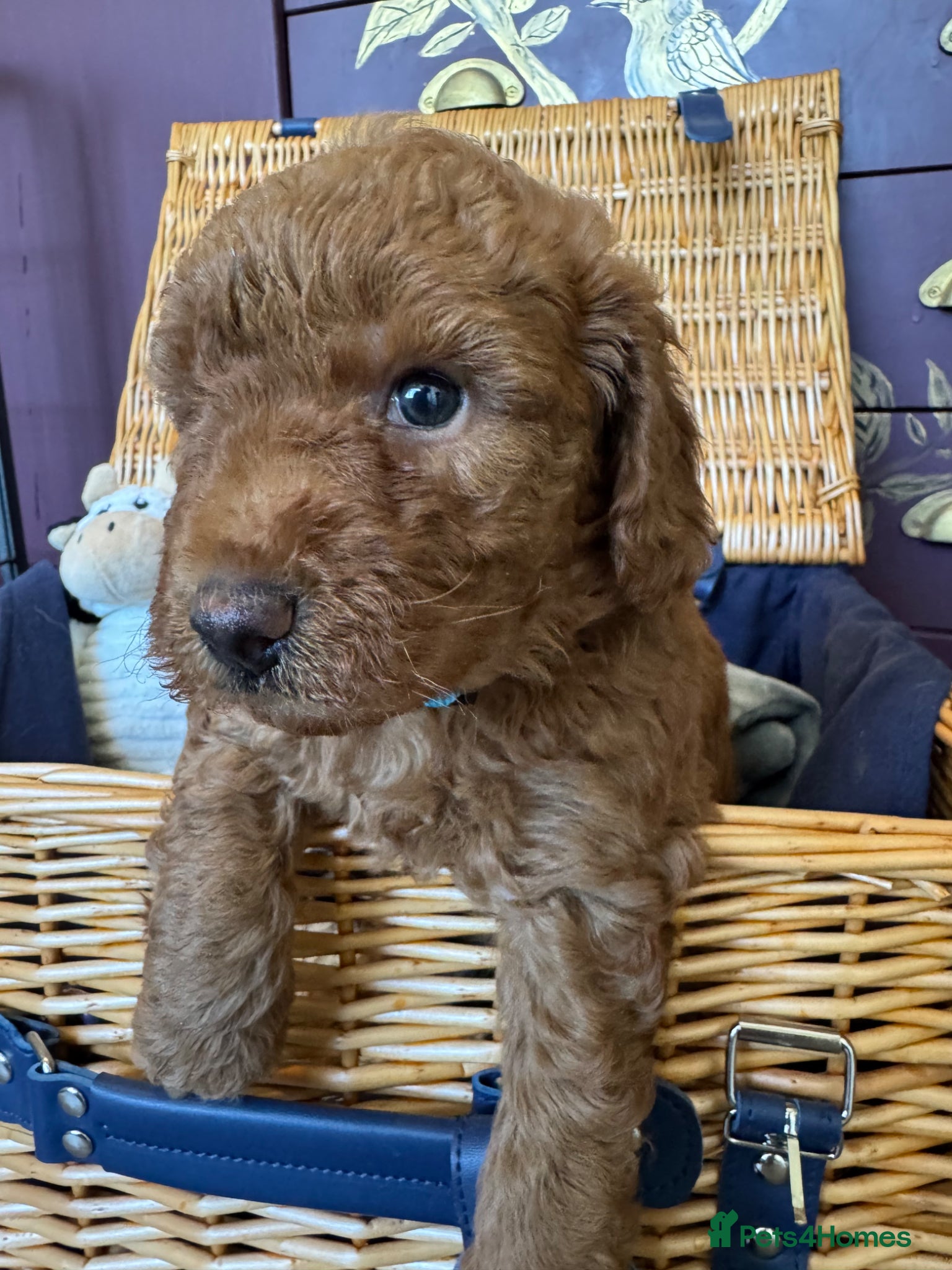 Miniature Poodle dogs Miniature Poodle puppies. Health tested parents!  - Advert 2