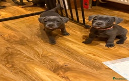 Staffordshire Bull Terrier dogs for sale: Lovely kc reg Staffordshire bull terrier puppies  - Image 13