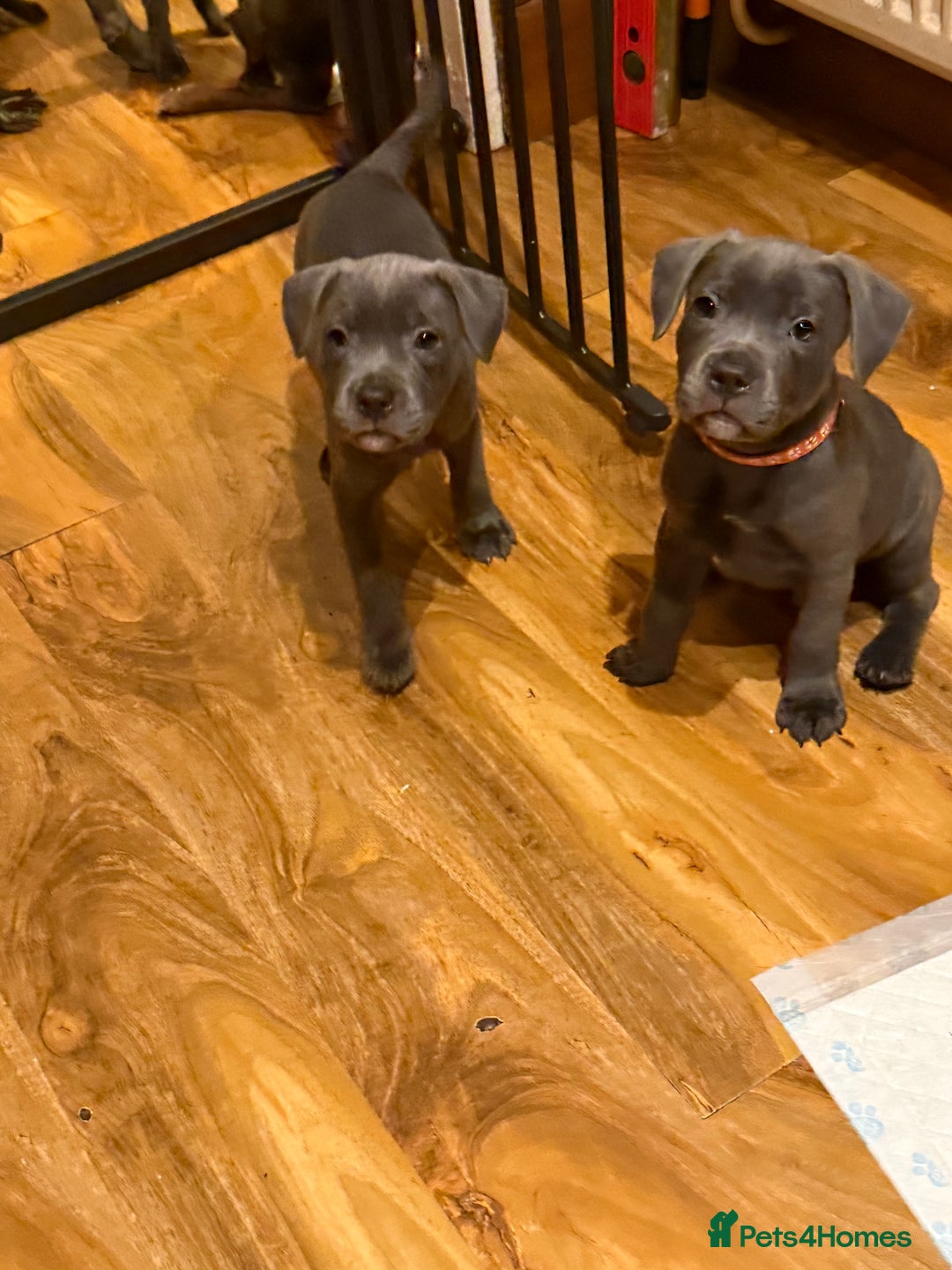 Staffordshire Bull Terrier dogs for sale: Lovely kc reg Staffordshire bull terrier puppies  - Image 13