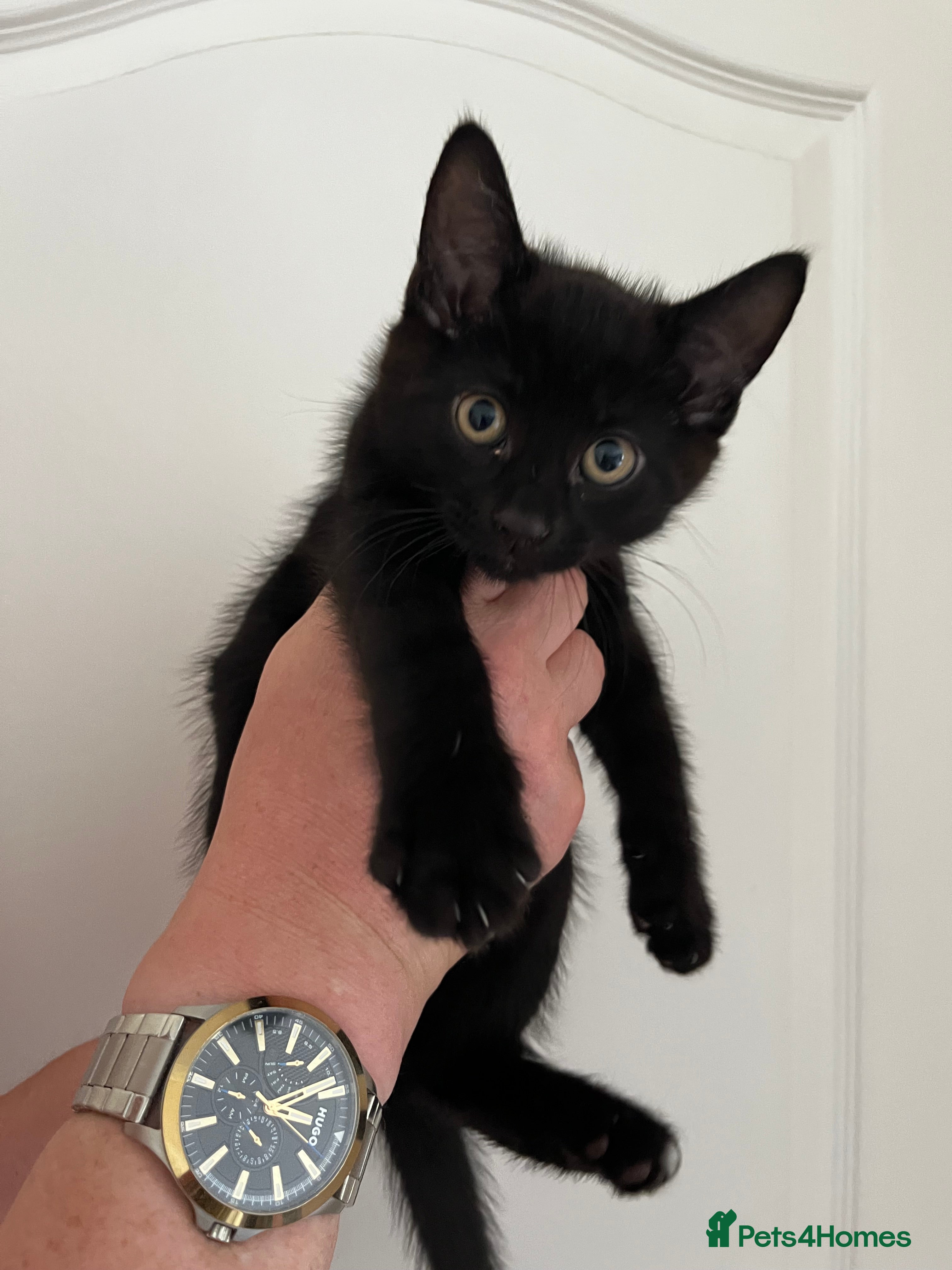 Mixed Breed cats 3 Adorable kittens looking loving homes  - Advert 10
