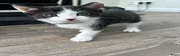 Mixed Breed cats for sale: Mixed breed kittens  - Advert 15