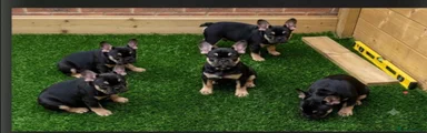 French Bulldog 1