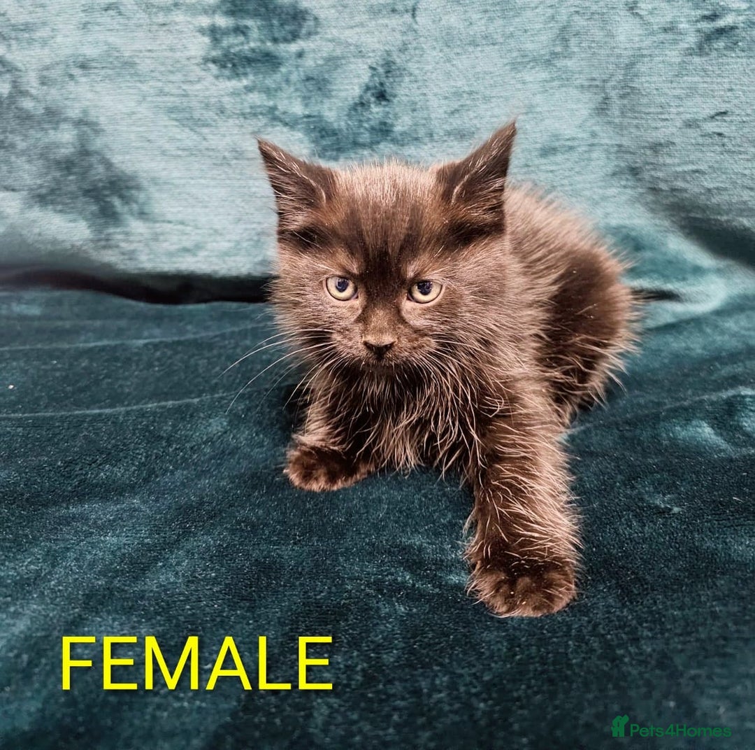 Mixed Breed cats for sale: Adorable Kittens Available – 8 Weeks Old! 🐾 - Advert 8