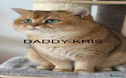 British Shorthair cats for sale: BSH Golden kittens from 🏆Champion lines🏆 - Image 3
