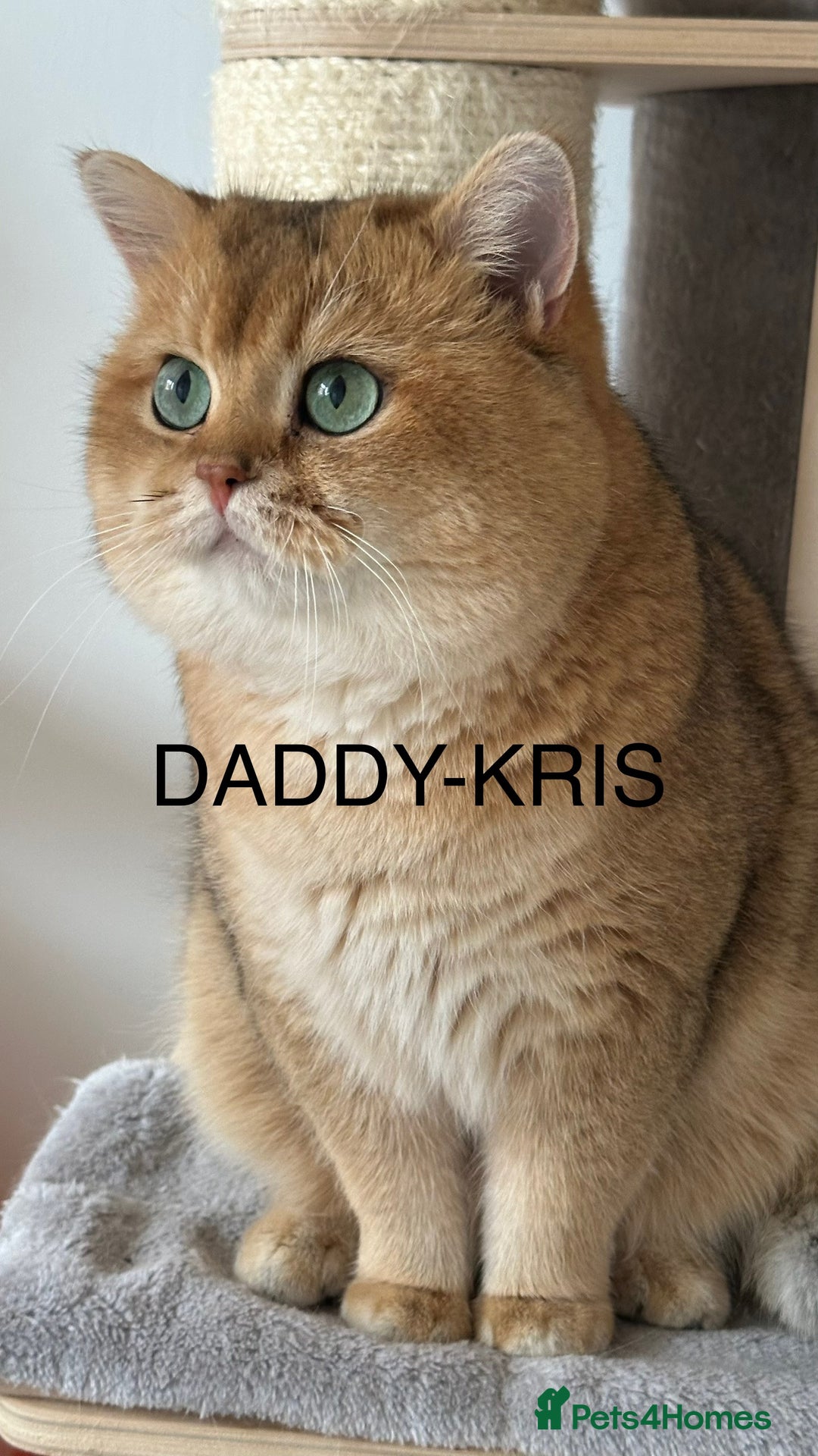 British Shorthair cats for sale: BSH Golden kittens from 🏆Champion lines🏆 - Image 3