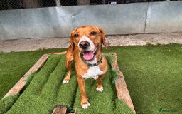 Mixed Breed dogs for sale: RESCUE YARA - POINTER CROSS - Image 2