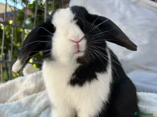 Mini Lop rabbits Beautiful Minilop Boy - Advert 12