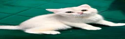 British Shorthair cats for sale: British girl  - Advert 7