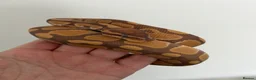 Python Snake reptiles for sale: Ultramel Royal Python with Vivarium - Advert 1
