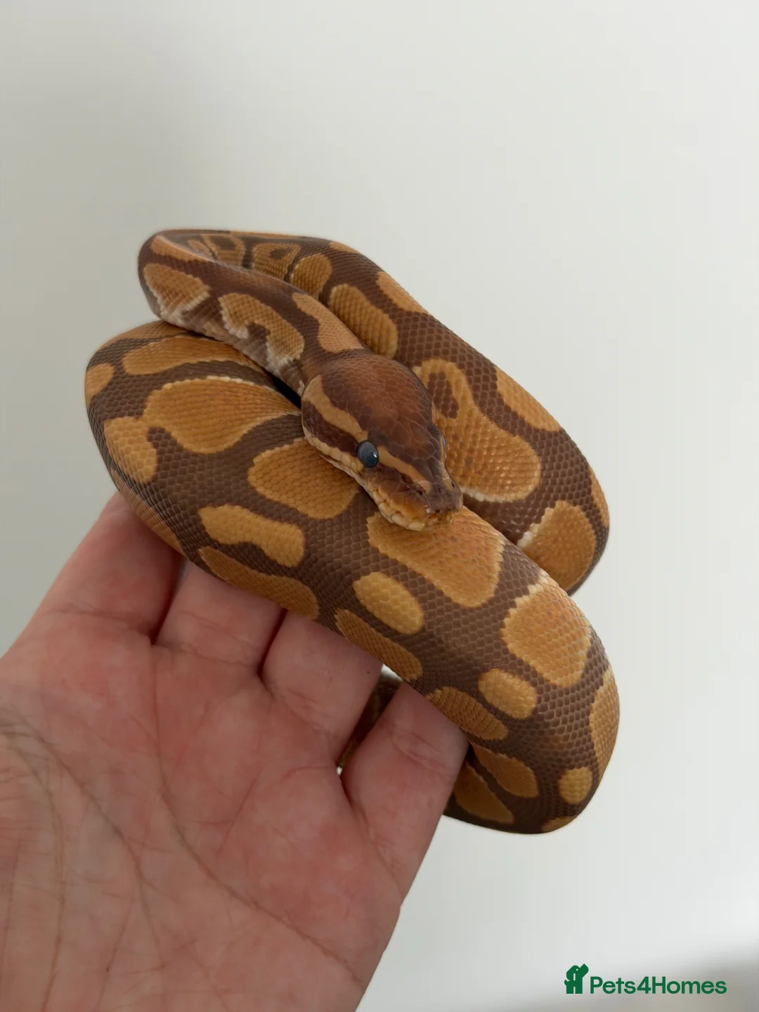 Python Snake reptiles for sale: Ultramel Royal Python with Vivarium - Advert 1