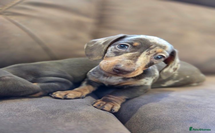 Miniature Dachshund dogs - Advert 5