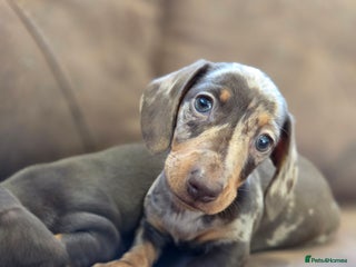 Miniature Dachshund dogs - Advert 31