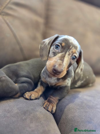 Miniature Dachshund dogs - Advert 4