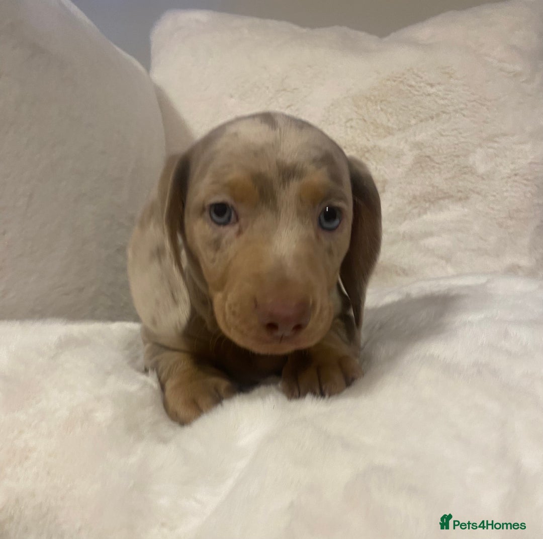 Miniature Dachshund dogs for sale: PRA Clear KC Registered Mini Dachshunds - Advert 12