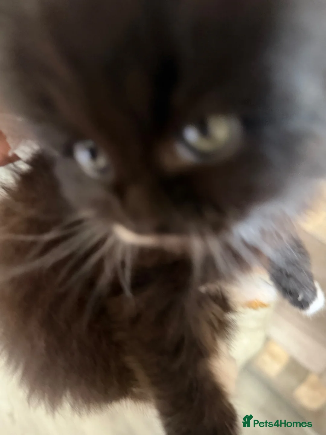 Mixed Breed cats for sale: Persian and tabby Ebony kitten in Birmingham - Advert 8