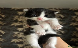 Mixed Breed cats for sale: Beautiful Kittens looking for new homes!❤️ - Image 5