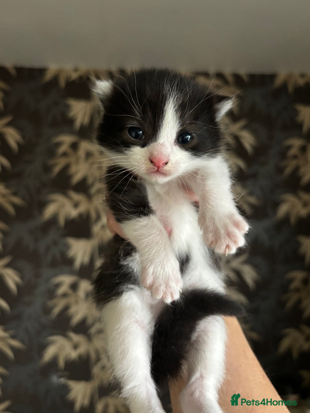 Mixed Breed cats for sale: Beautiful Kittens looking for new homes!❤️ - Image 5