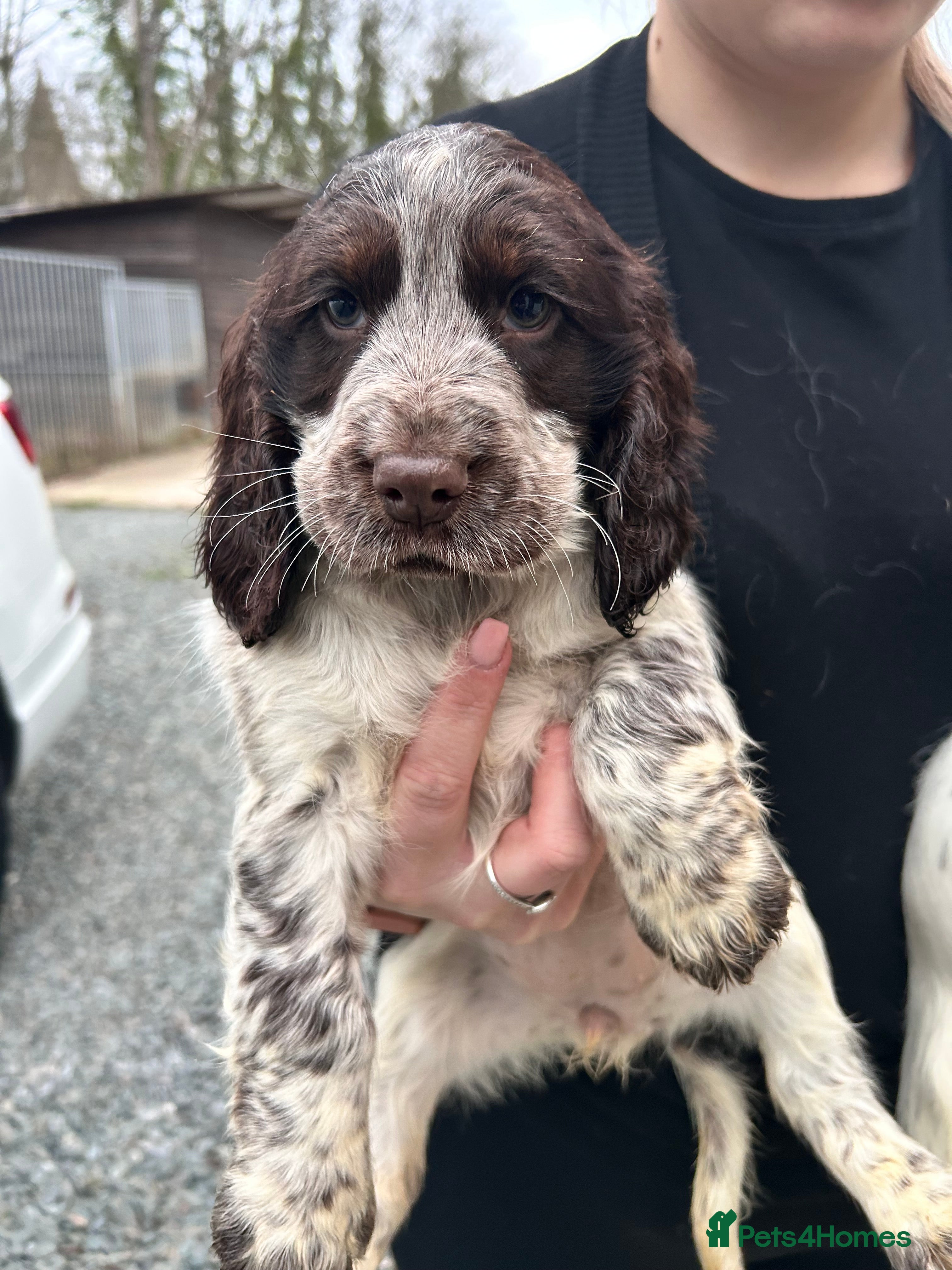 Cocker Spaniel dogs Cocker spaniel puppys for sale! - Advert 2