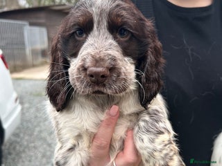 Cocker Spaniel dogs Cocker spaniel puppys for sale! - Advert 2