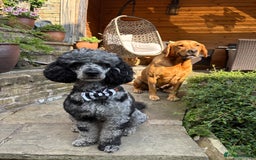 Miniature Poodle dogs for stud: Yogi Bear - Merle Miniature Poodle for Stud - Image 10
