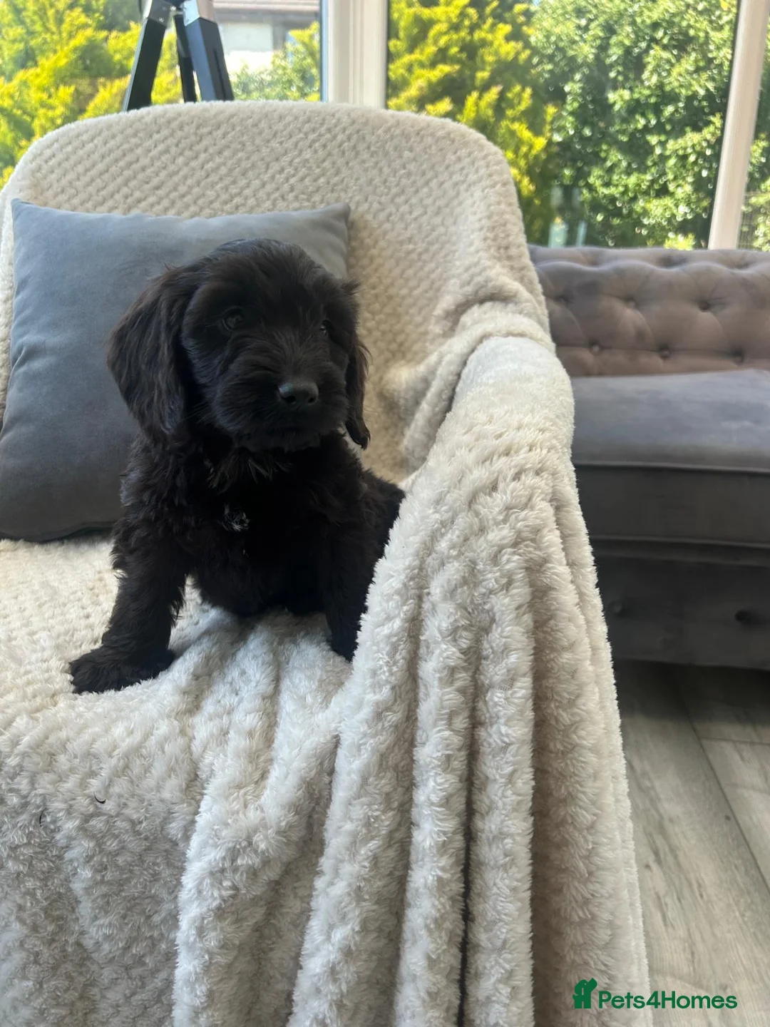 Cockapoo dogs for sale: F1 cockapoo puppies - Advert 38