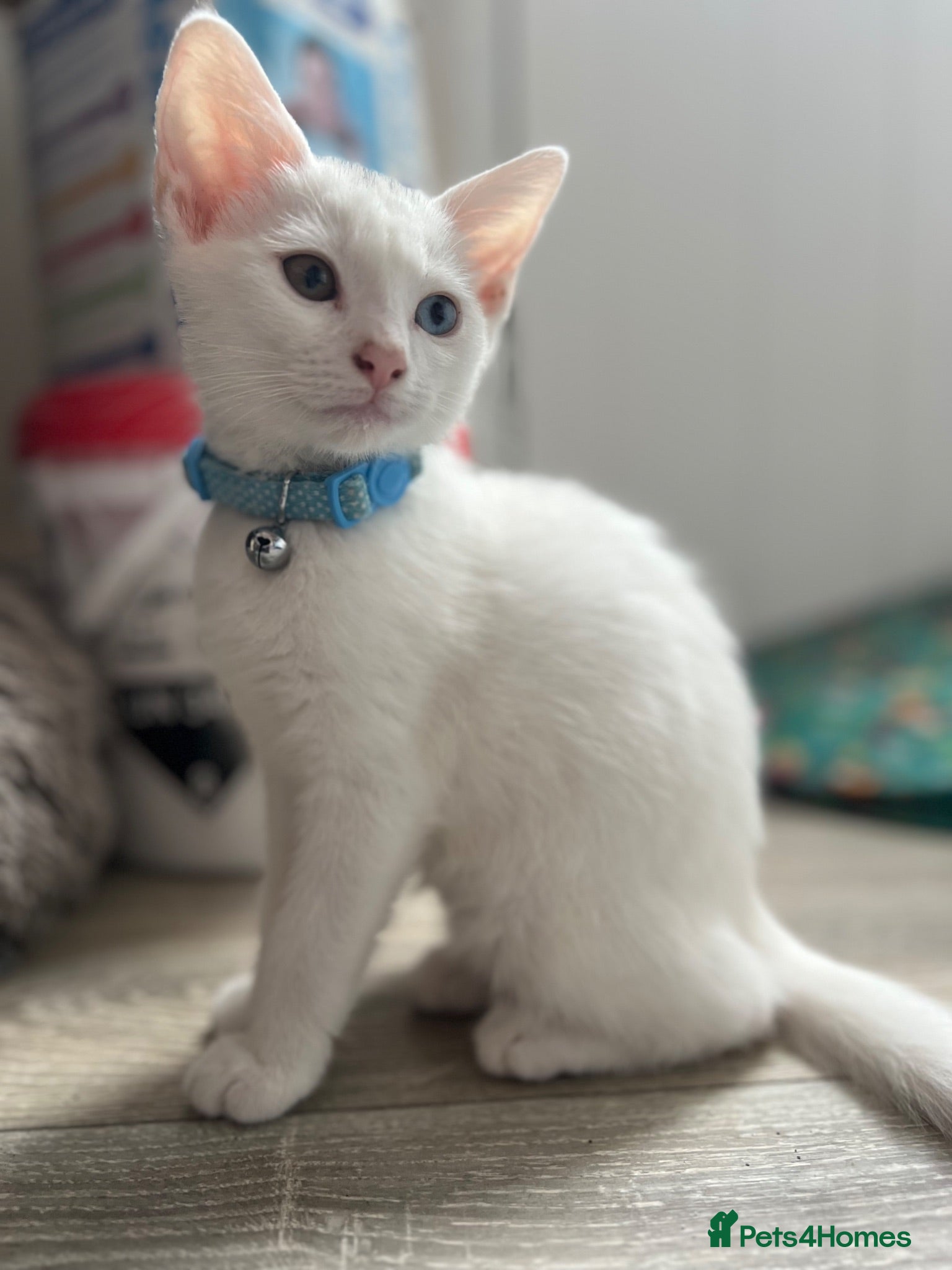 Mixed Breed cats White and tabby kittens  - Advert 17