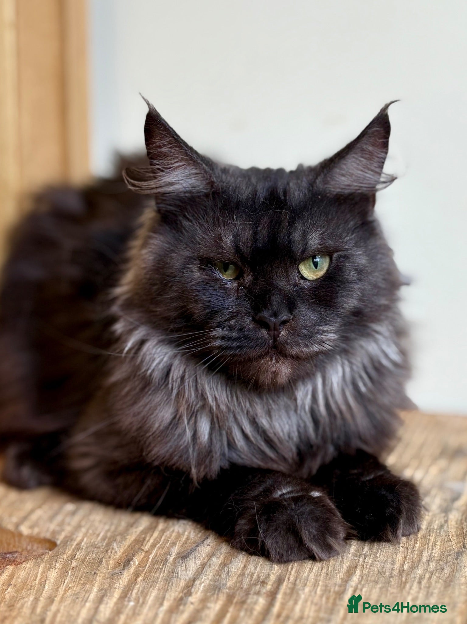Maine Coon cats Beautiful Maine Coon females - Advert 2