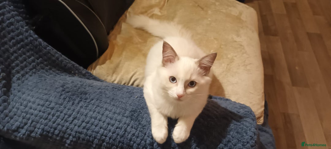 Ragdoll cats for sale: Rare Ragdoll kitten - Image 2