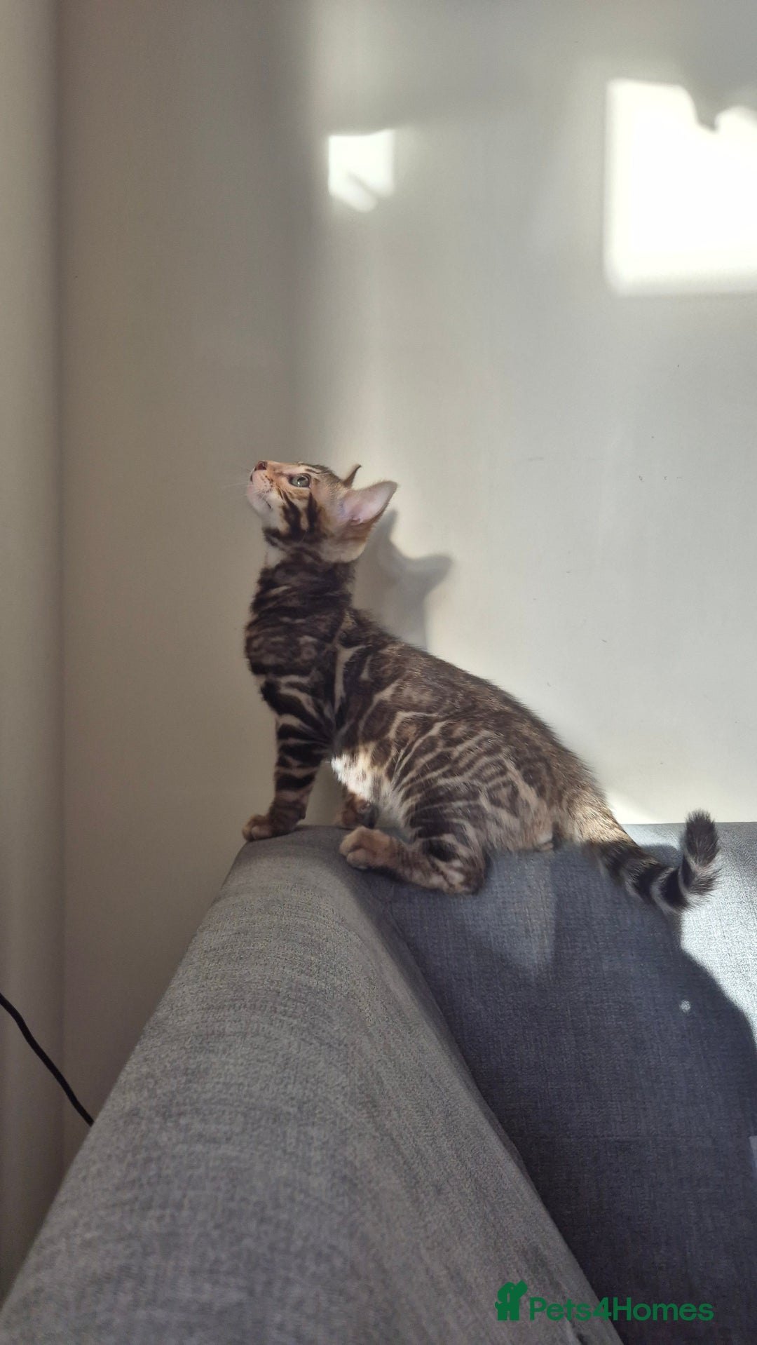 Bengal cats for sale: Beautiful bengal kittens... - Advert 5