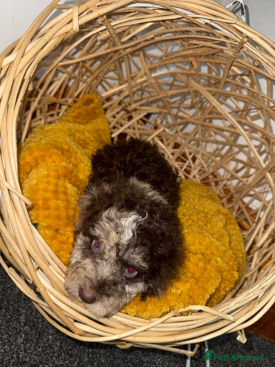 Miniature Poodle dogs for sale: 3 beautiful miniature poodles  - Image 7