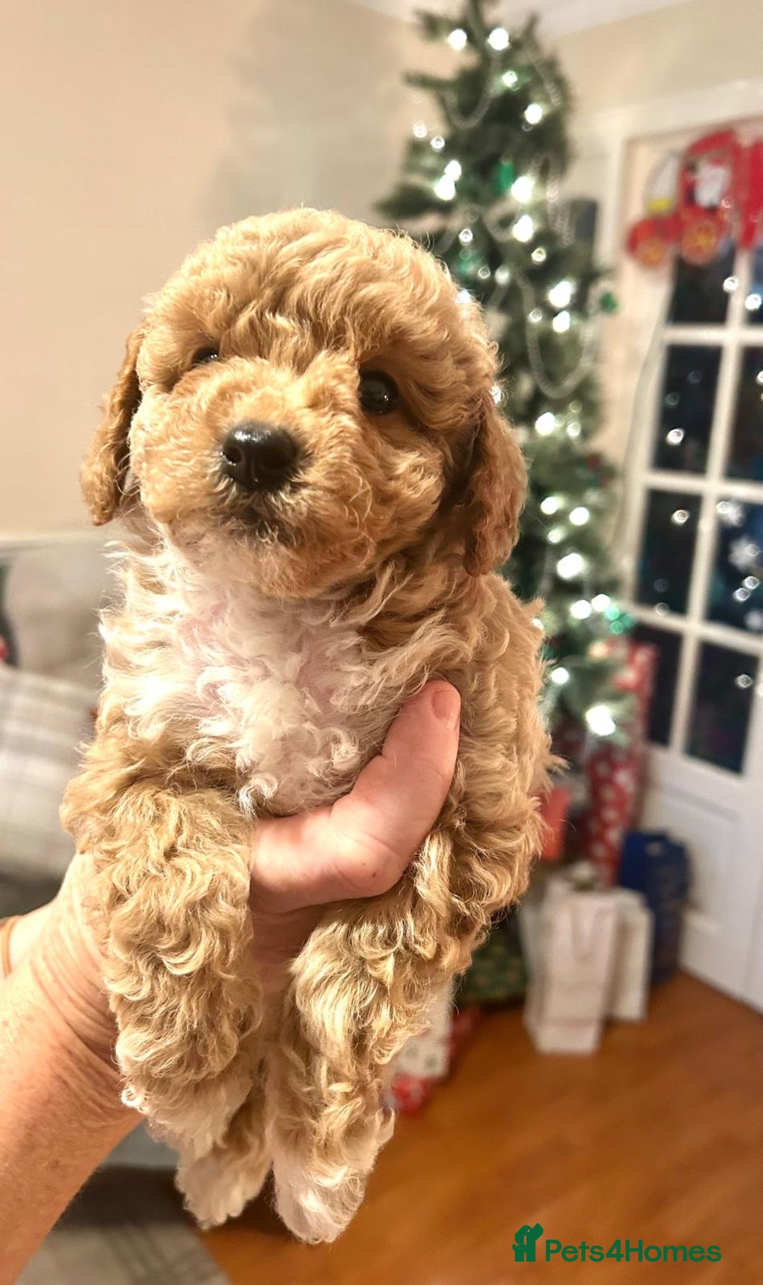 Poodle dogs for sale: Adorable Poodle puppies - Advert 6