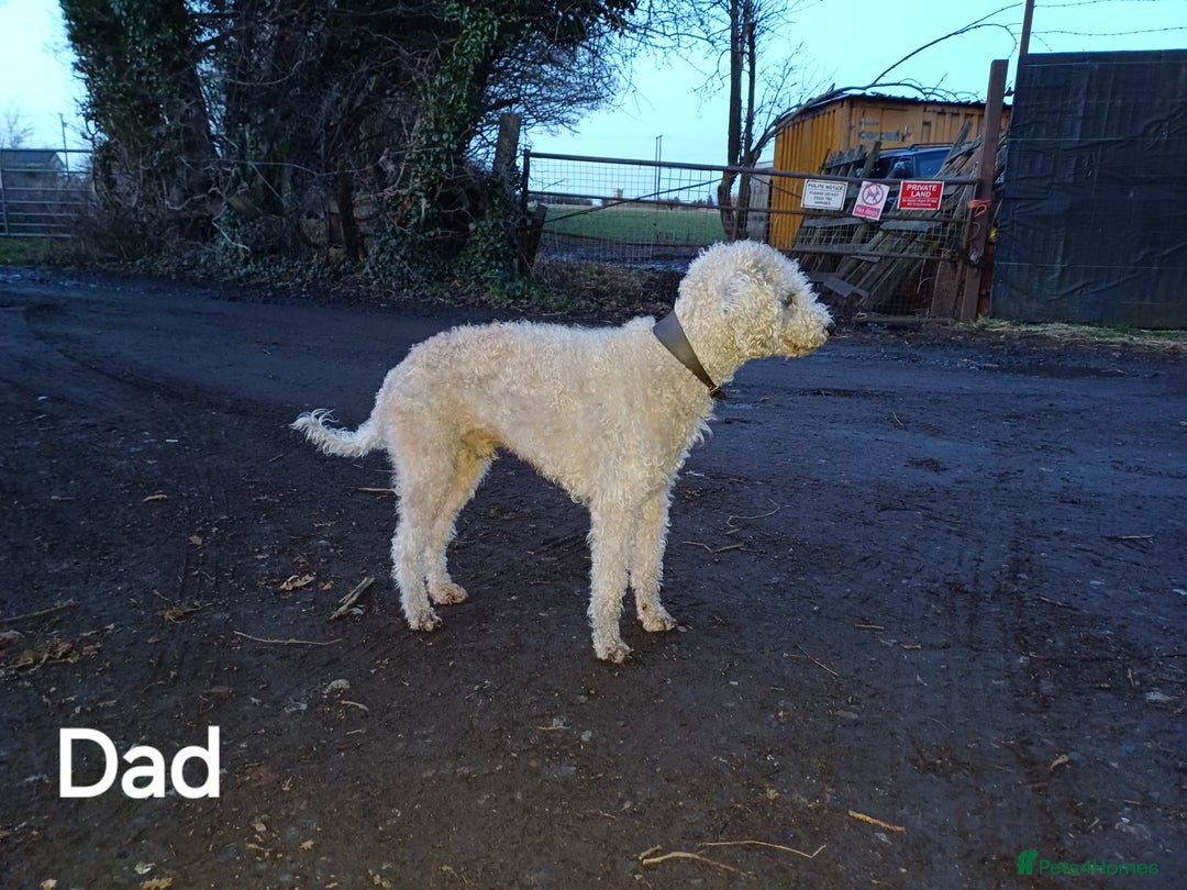 Bedlington Terrier dogs for sale: Bedlington Terrier puppy (last one remaining) - Image 7