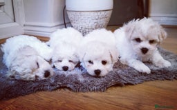 Bichon Frise dogs for sale: 🐶 Pure Bichon Frise Puppies for Sale! 🐶 - Image 15