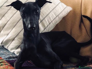 Italian Greyhound dogs Stunning Italian Greyhound Stud in Weybridge - Advert 1